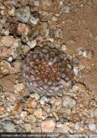 JA154 Eriosyce odieri ssp. malleolata var. weisseri.jpg