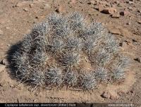 JA155 Copiapoa desertorum.jpg