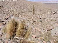 JA157 Echinopsis atacamensis.jpg