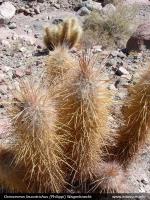 JA158 Oreocereus leucotrichus.jpg