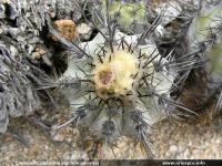 JA166_atacamensis4.jpg