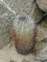 JA171 Eriosyce paucicostata.jpg