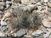 JA175_Crupestris2.jpg