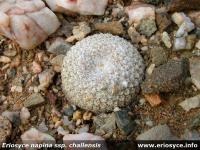 JA18 Eriosyce napina ssp. challensis.jpg