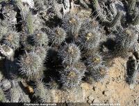 JA192_Cmarginata1.jpg