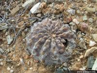 JA196 Pyrrhocactus carrizalensis.jpg