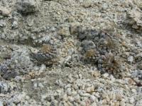 JA21 Eriosyce taltalensis ssp. pilispina.jpg