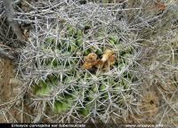 JA222 Eriosyce curvispina var. tuberisulcata.jpg