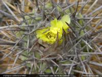 JA227_copiapoa-calderana.jpg