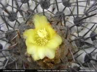 JA228_copiapoa-calderana.jpg