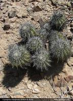 JA229_copiapoa-marginata.jpg