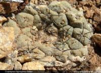 JA230_copiapoa-hypogaea.jpg