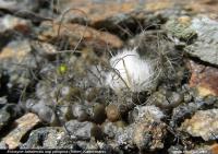 JA231 Pyrrhocactus pilispinus.jpg