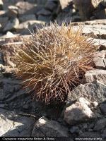 JA233_copiapoa-megarrhiza.jpg