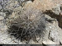 JA234_copiapoa-humilis-long.jpg