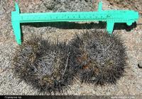 JA235_Copiapoa.jpg