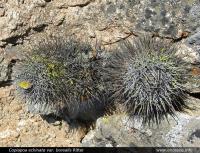 JA236 Copiapoa_megarhiza.jpg