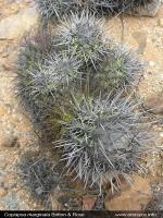 JA240_copiapoa-marginata.jpg