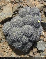 JA241 copiapoa_cinerascens2_JA241.jpg