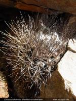JA243 Eriosyce taltalensis ssp. pygmaea.jpg