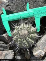 JA245_copiapoa-sp.jpg