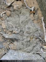 JA246 Eriosyce taltalensis ssp. pilispina.jpg