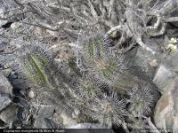 JA247_Copiapoa-marginata.jpg