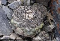 JA248_Copiapoa-hypogaea.jpg