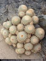 JA250_copiapoa-cinerascens.jpg