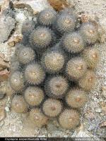JA251_copiapoa-serpentisulc.jpg