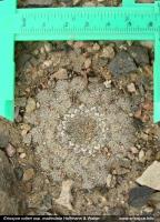 JA252 Thelocephala malleolata.jpg