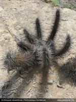 JA255 Echinopsis deserticola.jpg