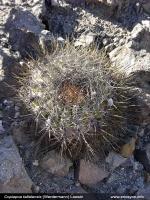 JA256_copiapoa-taltalensis.jpg