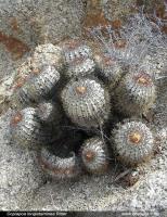 JA258_copiapoa-longistamine.jpg