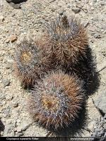 JA261_copiapoa-rupestris.jpg