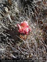 JA264 Copiapoa desertorum.jpg
