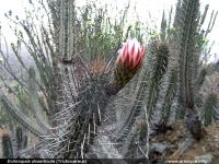 JA268_echinopsis-deserticol.jpg