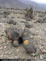 JA270_copiapoa-haseltoniana.jpg
