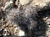 JA271_copiapoa-humilis.jpg