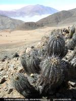 JA275_copiapoa-calderana.jpg