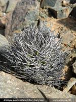 JA276 Eriosyce paucicostata ssp. floccosa.jpg