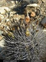 JA279 Eriosyce subgibbosa.jpg