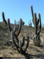 JA281_echinopsis-skottsberg.jpg