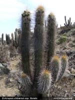 JA283_echinopsis-chiloensis.jpg