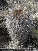 JA284 Eriosyce subgibbosa.jpg