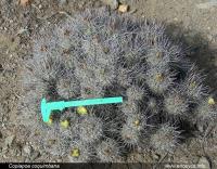 JA285_copiapoa-coquimbana.jpg