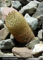 JA287_eriosyce-eriosyzoides.jpg