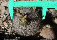 JA288_eriosyce-eriosyzoides.jpg