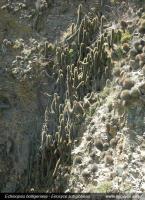 JA291_echinopsis-bolligeria.jpg