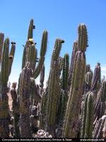 JA294 Corryocactus brevistylus.jpg